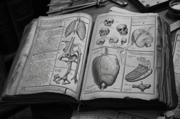 Ancien manuel d'anatomie ouvert, illustré de diverses structures corporelles, évoquant l'histoire des morgues et leur rôle dans le développement de la connaissance médicale