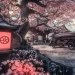 Corbillards japonais stationnés dans un jardin traditionnel, entourés par la floraison majestueuse des cerisiers, évoquant la tranquillité et le respect de la cérémonie du dernier voyage.