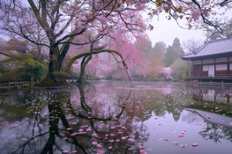 Jardin japonais au printemps reflétant la tranquillité du Mémorial de Ryoanji, agrémenté de cerisiers en floraison et d'un étang parsemé de pétales