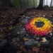 Cette œuvre d'art naturel composée de feuilles d'automne formant un cercle symbolise l'impermanence, un concept central dans le bouddhisme et la méditation. Située dans une forêt brumeuse, elle invite à la contemplation et à la réflexion sur le cycle de la vie.