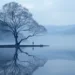 Paysage symbolique illustrant la Philosophie des Rites de Passage : un humain seul près d’un arbre, face à un lac brumeux.
